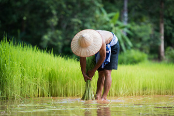 Farmer planting rice in the rainy season