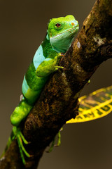Male Fiji banded iguana (Brachylophus fasciatus) on Viti Levu Is
