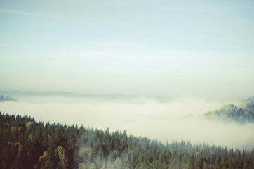 thick morning mist in coniferous forest. coniferous trees, thickets of green forest.