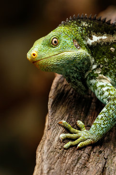 Portrait of Fijian crested iguana (Brachylophus vitiensis) on Vi