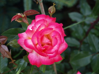 Różowa róża, pink rose