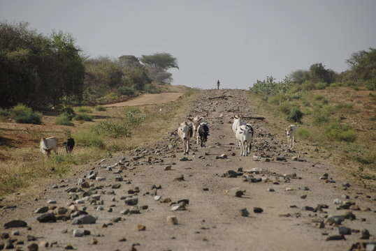 Goats on a road under construction, Valley Omo, Ethiopia.
