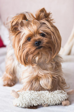 Beautiful Yorkshire terrier playing.