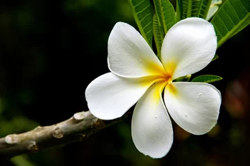 Foto auf Acrylglas Frangipani Weiße Plumeria-Blume