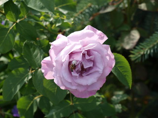 Fioletowa róża, purple rose