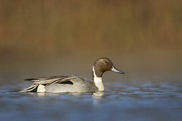 A male Northern Pintail swims along the water on a bright sunny morning against a smooth brown background.