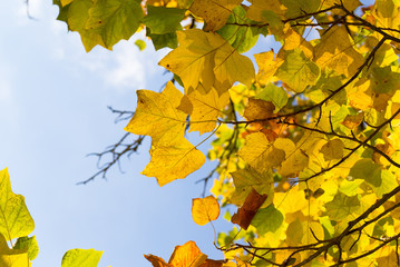 Fototapeta premium Colorful Autumn Leaves on American Tulip Poplar Tree (Liriodendr