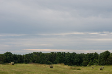 Grass field and sky