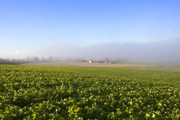misty fodder crops