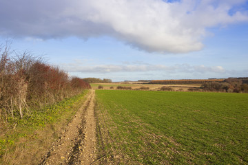 Obraz premium autumn wheat crop