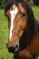 Obraz premium Brown horses and human hand