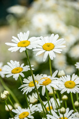white daisy flowers closeup