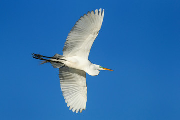 Great Egret (Ardea alba) in flight