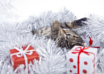 christmas cat with a christmas tree and present