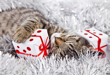 christmas cat with a christmas tree and present