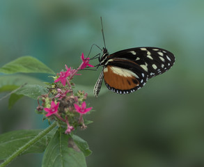 Tiger Longwing (Heliconius hecale) butterfly. 