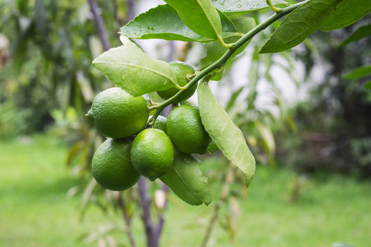 Ripe limes hanging in a tree