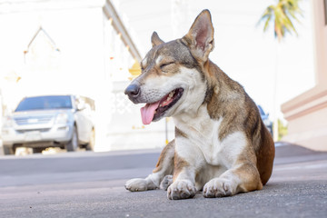 The dog was sleep on the road.