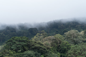 Forest and fog background in the highlands of Panama.