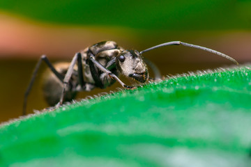 Male Worker Golden Weaver Ant (Polyrhachis dives) with three Ocelli, the simple eyes on its head, crawling on a leaf