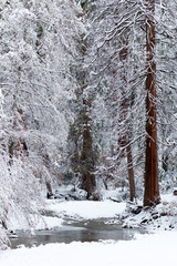 Yosemite river blanketed with snow