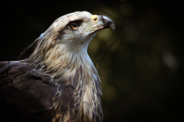 One captive eagle