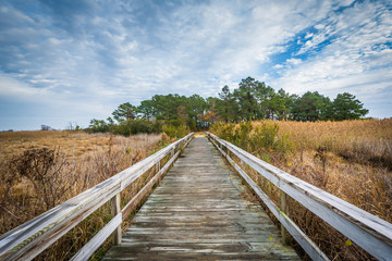 Obraz premium Boardwalk trail at Chincoteague National Wildlife Refuge, at Chi