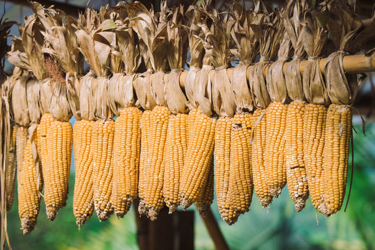 Maize corn with blur background and copy space