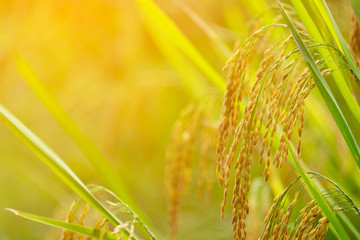 Selective focus of yellow ear rice