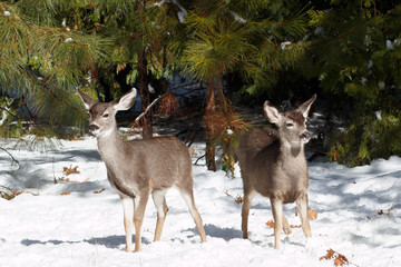 Obraz premium Mule deer fawns standing in snow