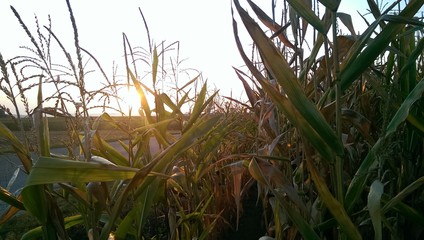 Maisstängel in der Frühe
