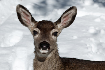 Mule deer fawn in snow