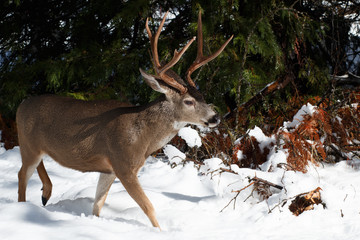 Mule deer buck with large antlers in snow