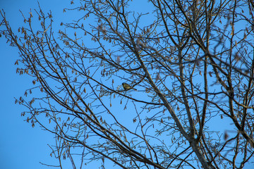 Obraz premium bird on a tree against the sky