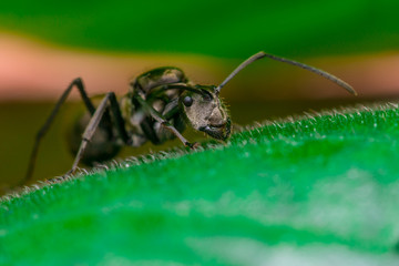 Male Worker Golden Weaver Ant (Polyrhachis dives) with three Ocelli, the simple eyes on its head, crawling on a leaf