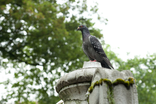 single pigeon seated on column