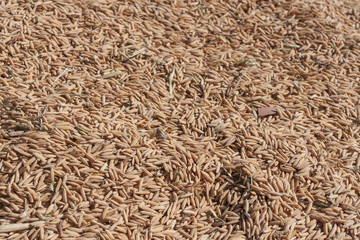 Agriculture Rice Seed / After Harvesting Agriculture Rice Seed From Farmer In Rural Thailand.