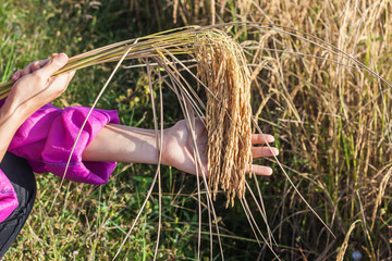 Fototapeta na wymiar Ears Of Rice / Hands Of Woman Farmer Are Holding Ears Of Rice.
