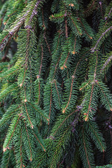 Fir branches Blue lush spruce branch textured background green spruce white spruce Colorado spruce or Colorado blue spruce scientific name Picea pungens species Fluffy Christmas tree Coniferous forest