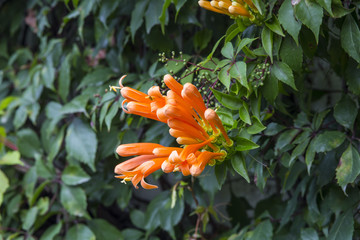 Trumpet honeysuckle vine with orange bloom