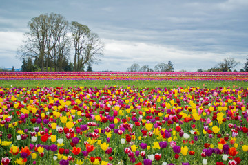 Fototapeta na wymiar Field of tulips