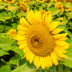 Obraz premium Sunflowers field.