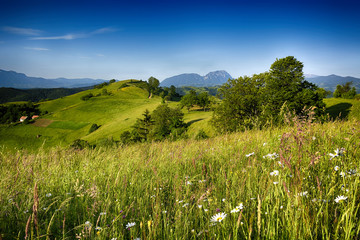 Fototapeta na wymiar Summer evening on wild carpathian mountain hills