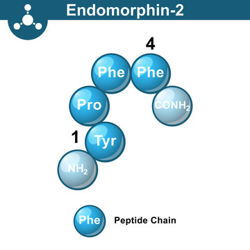 Human endomorphin 2 chemical molecule