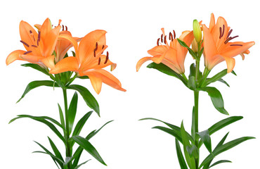 Orange lily flowers isolated on white background.