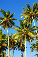 Palm trees agains blue sky in Lavena on Taveuni Island, Fiji