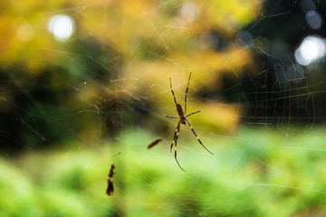 Spider on web