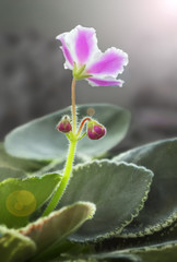 Viola flower.