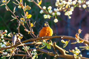 American robin bird on a tree at spring.