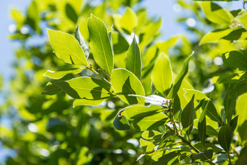Laurel shrub or bay tree.